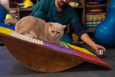 Zbog ovog turskog mačka poželjet ćeš krenuti na pilates