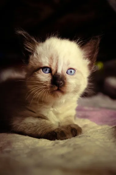 Slična perzijskoj i ragdoll mački, Birmanska mačka za razliku od navedenih nema poddlaku. Karakteristična je po svilenkastoj dlaci i plavim očima, i dolazi iz Francuske.