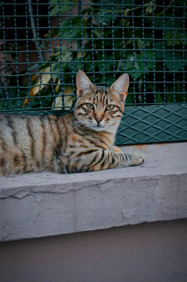 Ova pasmina često se opisuje kao minijaturni tigar. Razvijena je kako bi izgledala poput tigra, a nastala je križanjem bengalske mačke s mačkom koja je lutala ulicama Indije. Toygeri imaju krzno prekriveno prugama u nijansama narančaste, zlatne i crvene boje