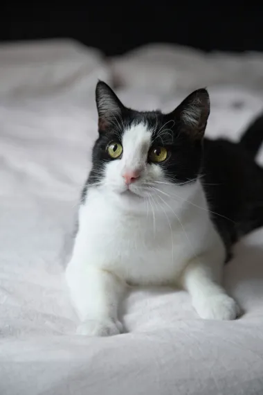 Dvobojna mačka je mačka koja ima dva različita kolorita na svom krznu, obično u kontrastnim bojama poput crne i bijele. Ove mačke mogu imati različite uzorke, poput &quot;tuxedo&quot; (crna boja s bijelim trakom na prsima i nogama), ili s nepravilnim kombinacijama boja po cijelom tijelu. Dvobojne mačke su popularne zbog svog jedinstvenog izgleda i šarma. 