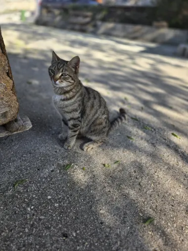 Ovo je najslađe što ćete danas vidjeti - najljepše mace naših čitateljica