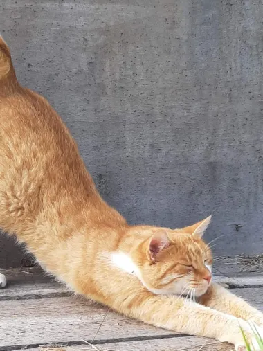Ovo je najslađe što ćete danas vidjeti - najljepše mace naših čitateljica