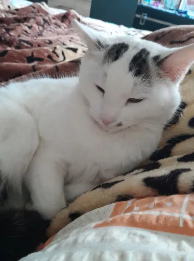 Ovo je najslađe što ćete danas vidjeti - najljepše mace naših čitateljica