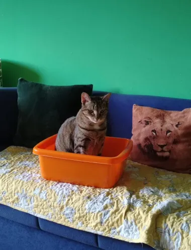 Ovo je najslađe što ćete danas vidjeti - najljepše mace naših čitateljica