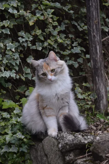 Ovo je najslađe što ćete danas vidjeti - najljepše mace naših čitateljica