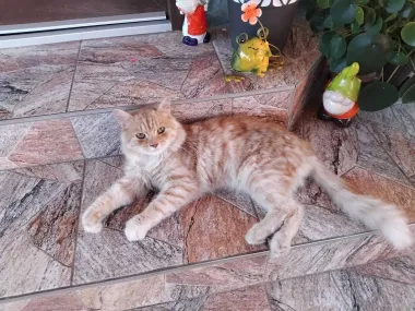 Rastopit će vam srce: Pogledajte carstvo mačaka naših čitateljica