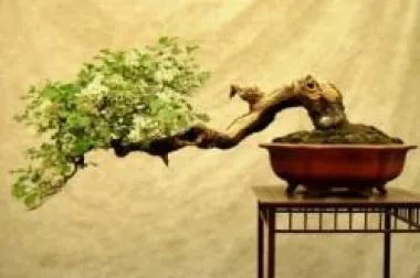 Briga za bonsai drvce