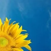 Čaša do pola puna