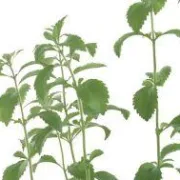 Biljka stevia - 0 kalorija, a slađa od šećera