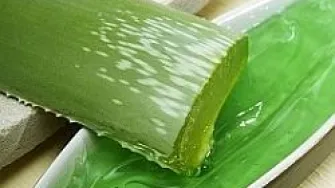 Aloe vera pomaže očuvanju zdravlja cijelog tijela