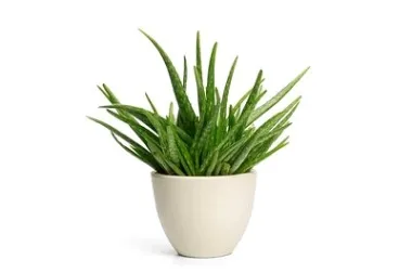 Aloe vera pomaže očuvanju zdravlja cijelog tijela