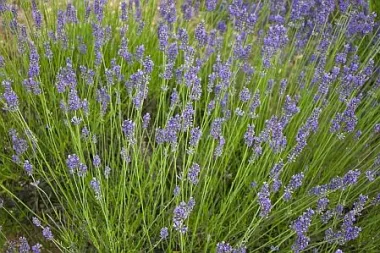 Lavanda - mirisna mediteranska ljepotica