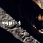 Azil Prijatelji Čakovec: Francek traži dom