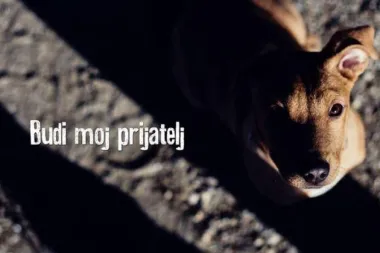 Azil Prijatelji Čakovec: Francek traži dom