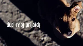 Azil Prijatelji Čakovec: Pavarti traži dom