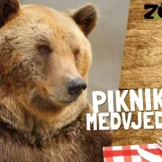 Piknik s medvjedima