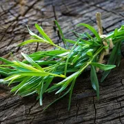 Obogatite jela začinskim biljem: estragon