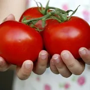 Paradajz dijeta - brzinski gubitak kilograma