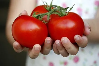 Paradajz dijeta - brzinski gubitak kilograma