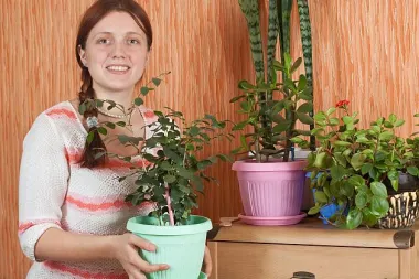 Uzgoj sobnog bilja za neznalice