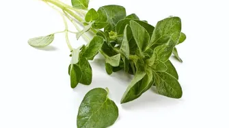 Aromatični origano - začin koji liječi