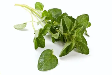 Aromatični origano - začin koji liječi