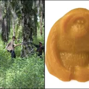 14,600 orangutana preostalo je u divljini; jednom kad nestanu, gotovo je…