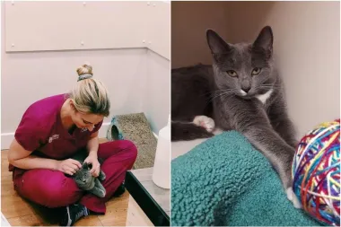 Posao iz snova: Veterinarska klinika u Irskoj zapošljava osobu koja će se maziti s mačkama