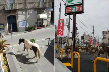 Dok su ljudi u samoizolaciji u kućama, ove životinje okupiraju ulice i uživaju