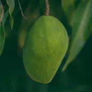 Kako prepoznati zreli mango?