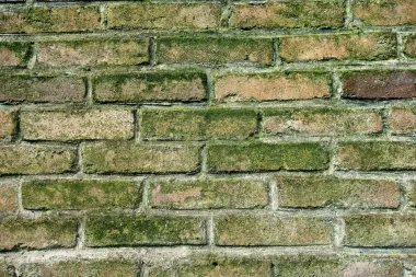 Kako nastaje plijesan na zidovima?