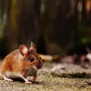 Kako se riješiti mirisa miševa