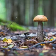 Sušeni vrganji kao odličan dodatak tjestenini