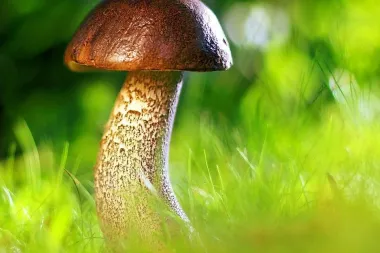 Znate li kako očistiti vrganje?