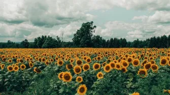 Znate li koje je vrelište suncokretovog ulja?