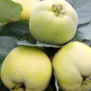 Kako sušiti sir od dunja i kako dobiti poznatu kotonjatu?