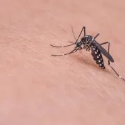 Savjeti što odbija komarce i kako se zaštititi