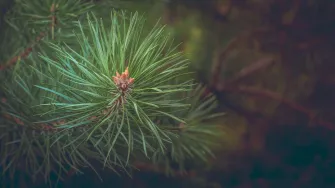 Otkrijte u kojem mjesecu se beru borove iglice