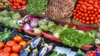 Znate li kolika je vegetacija graha