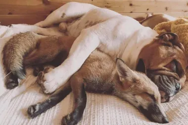 Prijateljstvo kao iz Disneyja: Spašeni lisac i buldog postali su nerazdvojni prijatelji