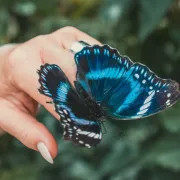 Keltski horoskop: Otkrij imaš li osobine leptira ili jelena?