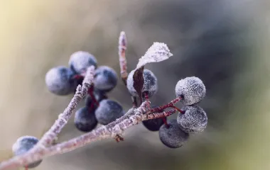 Aronija - najbolji saveznik tvome zdravlju. Uvrsti je što prije u prehranu