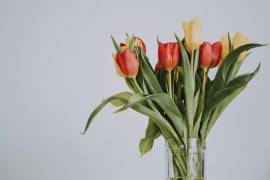Super trikovi uz koje će tulipani u vazi trajati puno dulje