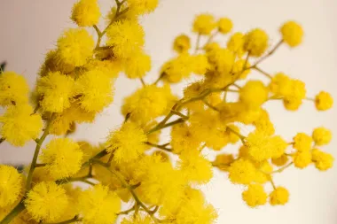 Mimoze- najnježniji simbol proljeća kojeg obožavamo