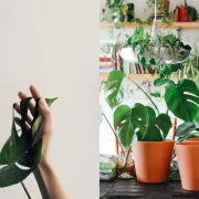 Monstera je poseban ukras svakog doma. Evo što o njoj trebaš znati