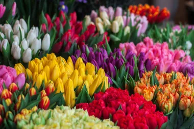 Tulipani - sve što trebaš znati o ovom divnom orijentalnom cvijeću