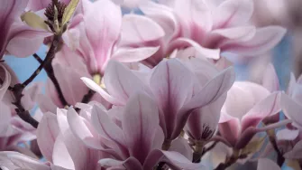 Savršena magnolija! Imaš li i ti u vrtu ovu prapovijesnu ljepoticu?