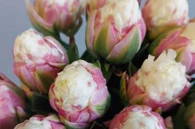 Neodoljivi su: Tulipani koji izgledaju kao kuglice sladoleda