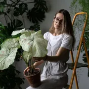 Caladium - neobična i ekstravagantna diva među sobnim biljem