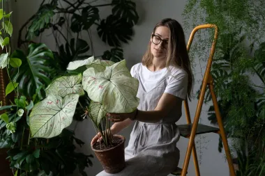 Caladium - neobična i ekstravagantna diva među sobnim biljem